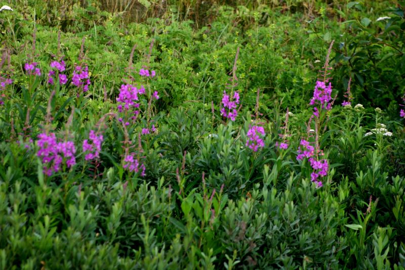 070404 Hope Hatcher Montana Creek (10093)